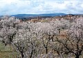 Vista parcial de Torrebaja (Valencia), desde La Dehesa, con detalle de almendros en flor.