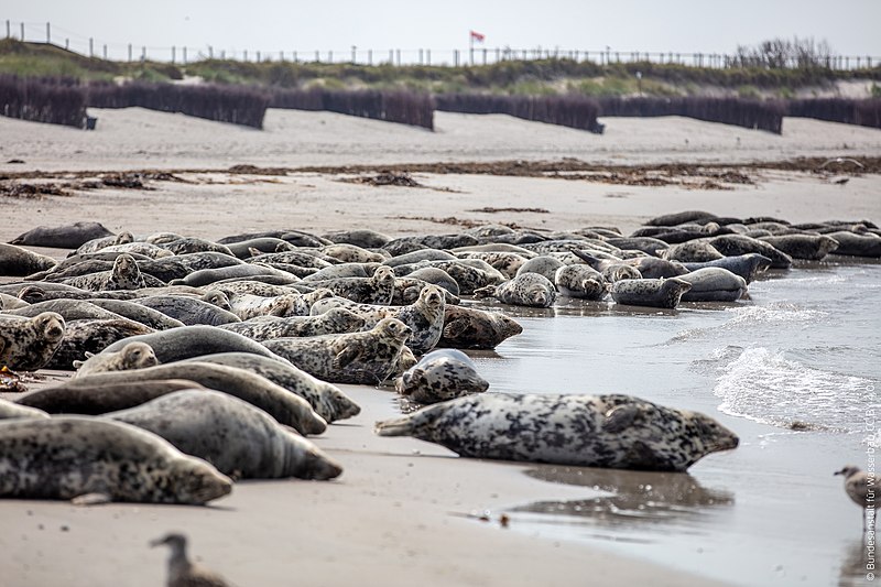 File:Düne von Helgoland Nordsee (50565024588).jpg