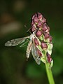 Orchis purpurea