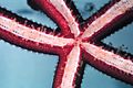 Underside of sea star showing tubed feet