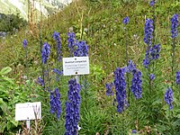 Aconitum compactum