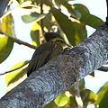 Piculus chrysochloros (cat.)