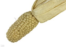   Zea mays 'millette du Lauragais' - Museum specimen