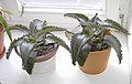 Kalanchoe daigremontiana (Devil's Backbone )