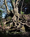 File:Exposed roots on the bank of a sunken lane.jpg