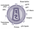 Español: Estructura del virión del VIH