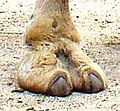 العربية: خفّ الجمل English: Camel's foot