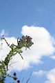 Cirsium palustre