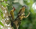 Picus vittatus (cat.)