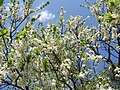 Plum tree in blossom