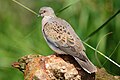 Turtledove (April)