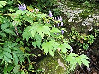 Aconitum iidemontanum