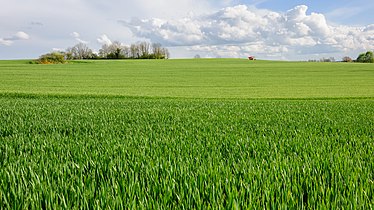 Wheat field in April in Burgundy, France