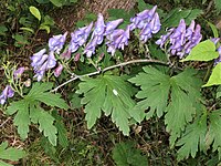 Aconitum okuyamae