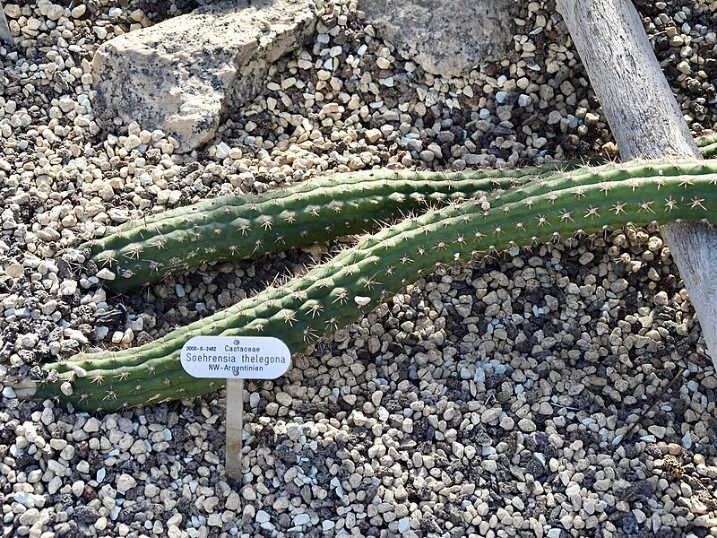 File:Cactaceae Echinopsis thelegona 1.jpg