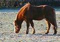 Icelandic horse.