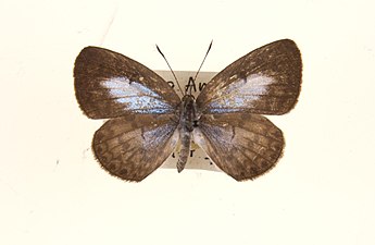 Dorsal view (female)