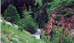 Wasatch Forest