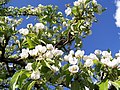 Pear tree in blossom