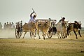 Bullock Cart race in Jaffna, Sri Lanka by Visuvanathan Aruran