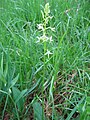 Platanthera bifolia