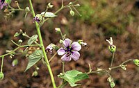 Abutilon longicuspe