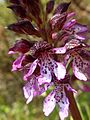 Orchis purpurea Germany - Mosbach (Baden)