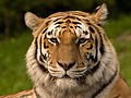 * Nomination Nice siberian tiger by Crushinator --Thermos 05:03, 21 July 2006 (UTC) * Promotion Sharp, good DOF --Keqs 12:37, 21 July 2006 (UTC)