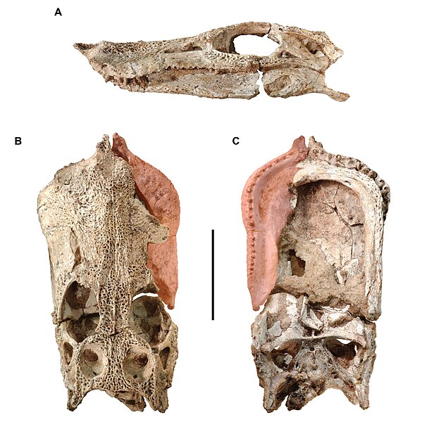 File:Anatosuchus skull.jpg