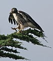 Immature; Half Moon Bay, California