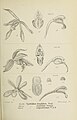 Cymbidium lancifolium figure 363 in: Johannes Jacobus Smith: Die Orchideen von Java Figuren-Atlas - 4. Heft Leiden (1911)