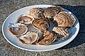 Flat oysters (Ostrea edulis) from Cancale (Brittany, France).