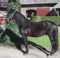 Kladruber (may be blacks or greys)