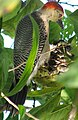 Melanerpes santacruzi (cat.)