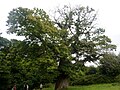 Plomelin : châtaignier séculaire dans le parc du château du Perennou