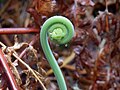 * Nomination Fiddlehead in Salazie, Réunion --Rorolinus 20:23, 6 March 2015 (UTC) * Decline  Comment There CAs at the top of plant. Please have a look.--XRay 18:15, 11 March 2015 (UTC)  Not done Mattbuck 18:25, 15 March 2015 (UTC)