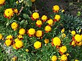 Tagetes- Patula-Hybrid