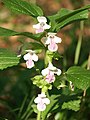 Melittis melissophyllum Germany - Schwäbisch-Fränkische Waldberge