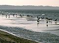 Ustka; plaża (beach)