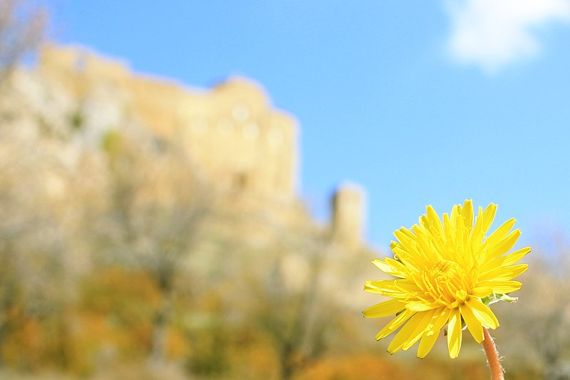 File:Dandelion (8258391494).jpg