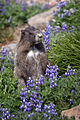 The Hoary Marmot at Mount Rainier National Park