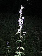 Aconitum plicatum