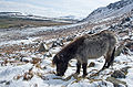 Very long winter coat