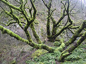 Bigleaf maple, frequently covered in moss