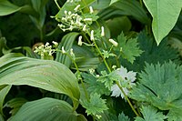 Aconitum gigas