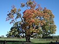 "Comfort Maple" (est. 500 years old), Pelham, Ontario, Canada