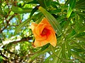 Light orange flower