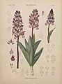 Orchis purpurea Plate 28 in: E.-G. Camus (1852-1915): Iconographie des orchidées d'Europe et du bassin Méditerranéen Paris (1921)