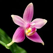 Phalaenopsis mentawaiensis