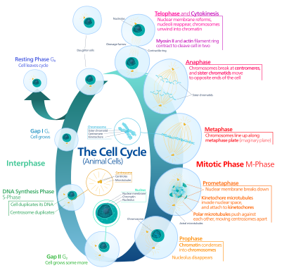 Animal cell cycle-en.svg by Kelvin Ma (for cell cycle changes at top)